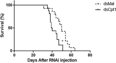 Knockdown of carnitine palmitoyltransferase I (CPT1) reduces fat body lipid mobilization and resistance to starvation in the insect vector Rhodnius prolixus